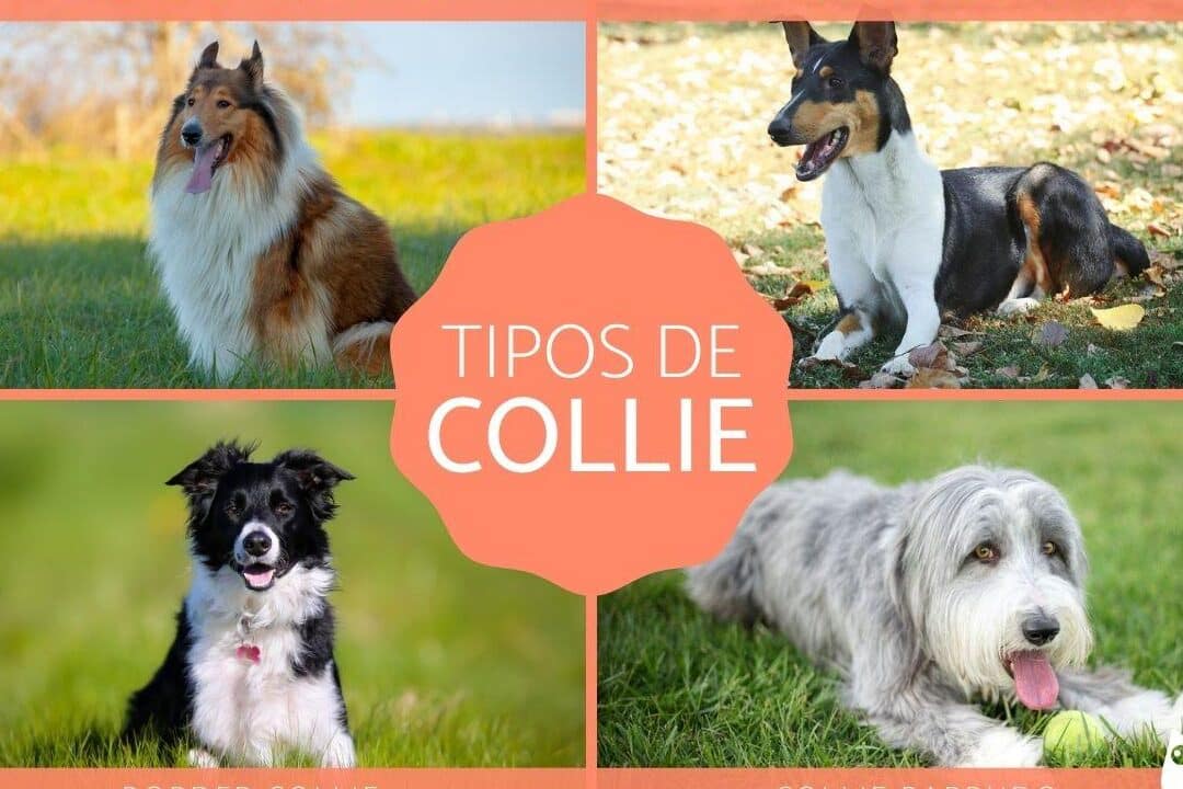 diferencias clave entre collie y border collie cual es la raza adecuada para ti