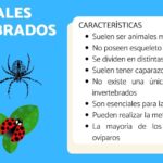 diferencias clave entre cordados e invertebrados todo lo que necesitas saber