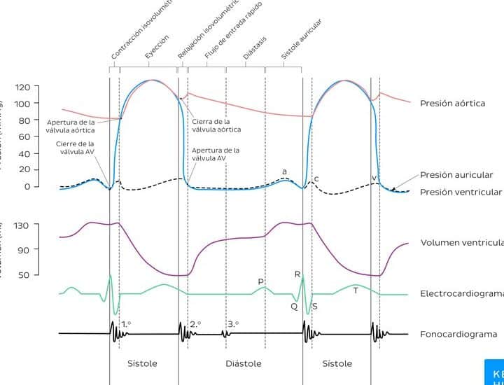 diferencias clave entre diastole y sistole guia completa