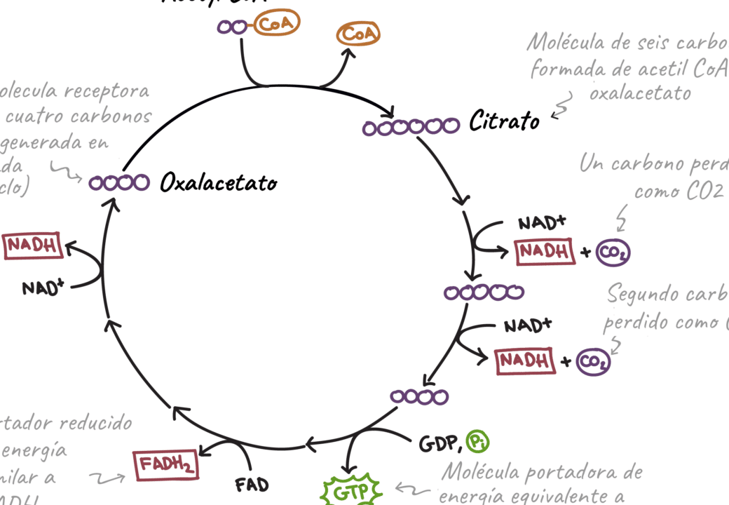 diferencias clave entre la cadena respiratoria y el ciclo de krebs todo lo que necesitas saber