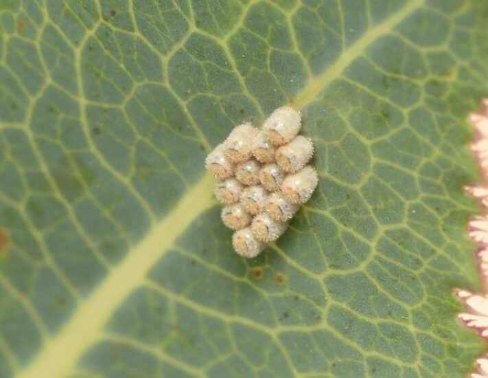 diferencias clave entre la clase insecta y arachnida guia completa para identificar sus caracteristicas unicas