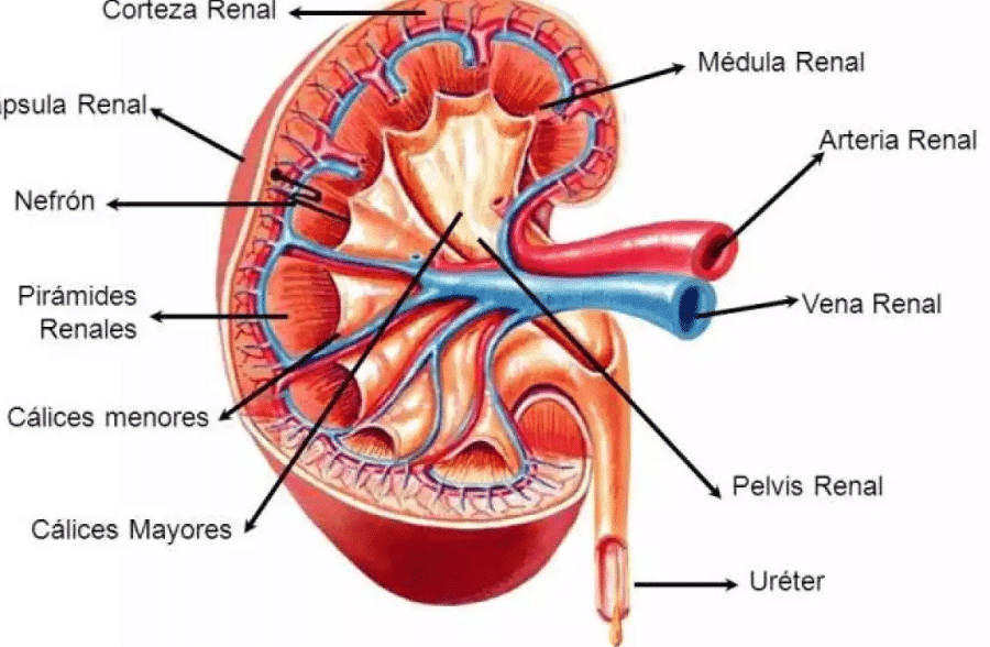 diferencias clave entre la corteza y la medula de un rinon descubre sus funciones y caracteristicas