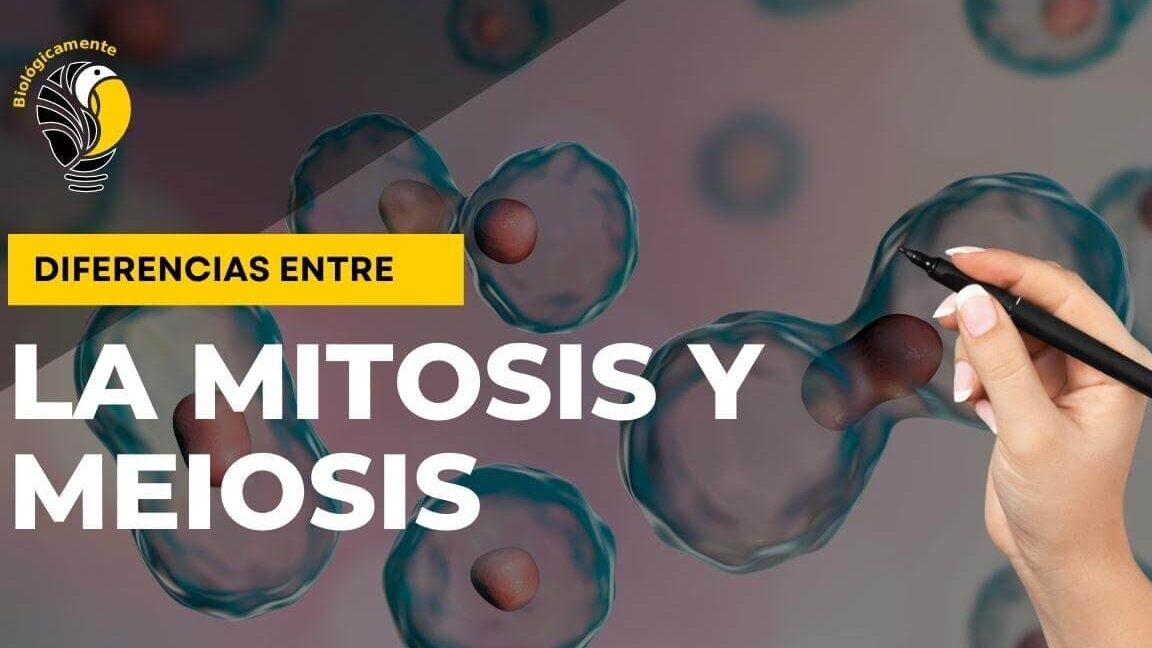 diferencias clave entre la meiosis y la mitosis explicadas en detalle