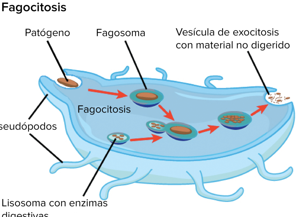 diferencias clave entre lisosomas y peroxisomas cual es su papel en la celula