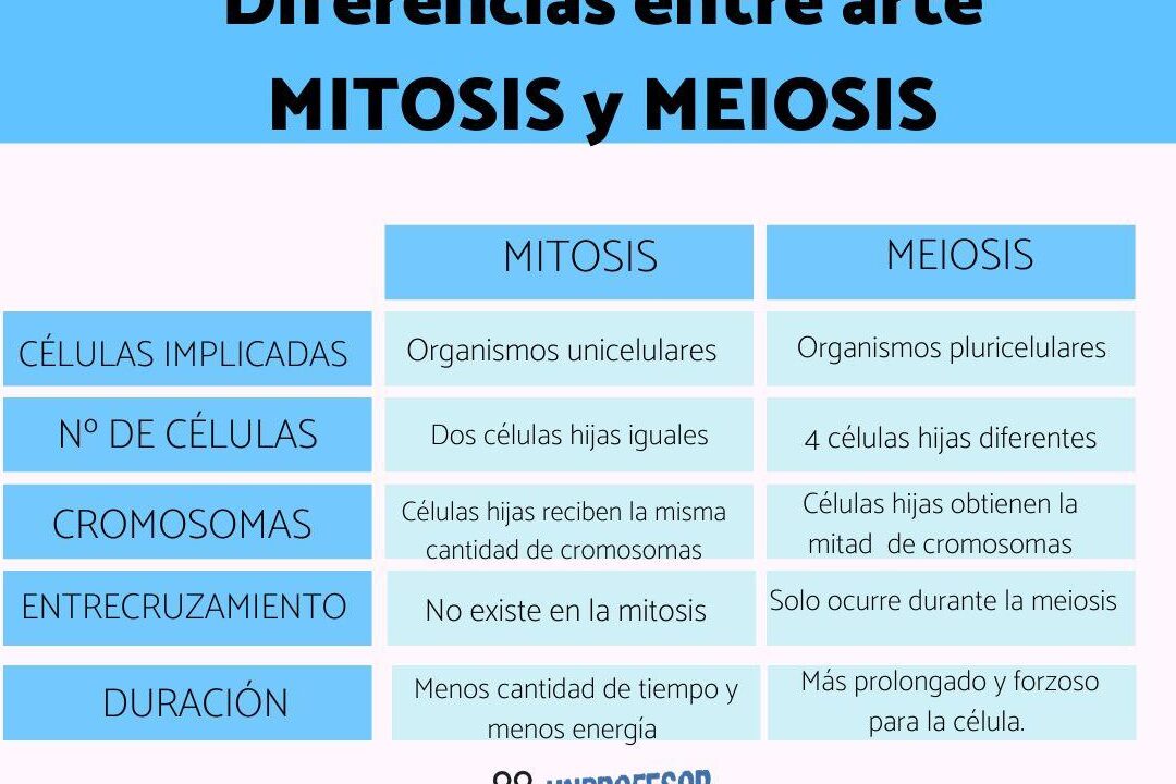 diferencias clave entre mitosis y meiosis cual es la principal distincion