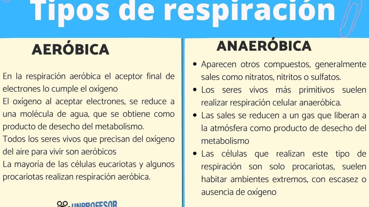 diferencias clave entre respiracion aerobia y anaerobia que las distingue