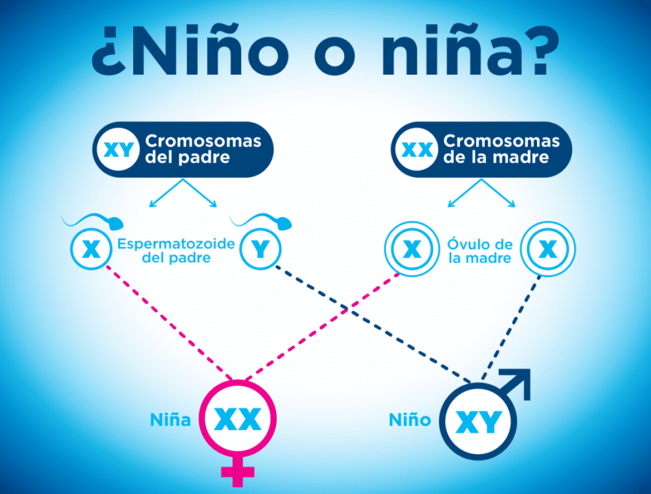 diferencias en la concepcion de ninos y ninas como influye el sexo en el embarazo