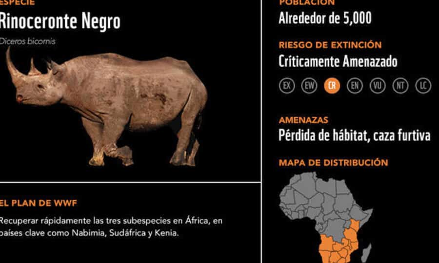 diferencias entre africanos y occidentales descubre las claves