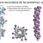 diferencias entre alfa helice y lamina beta cual es su impacto en la estructura de las proteinas