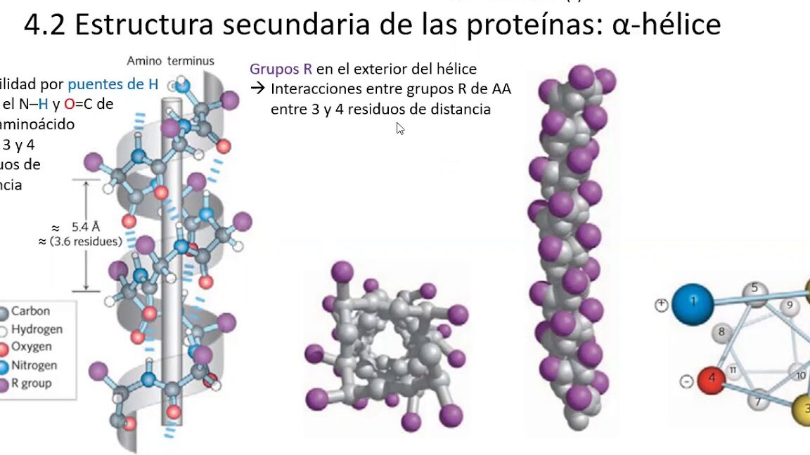 diferencias entre alfa helice y lamina beta cual es su impacto en la estructura de las proteinas