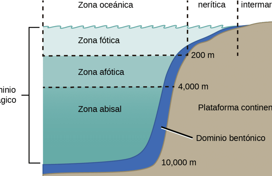 diferencias entre ambientes continentales de transicion y marinos cual es su impacto en la biodiversidad