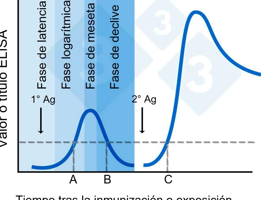 diferencias entre anticuerpos igg e igm guia completa y comparativa