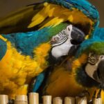 diferencias entre aves y mamiferos en su sistema nervioso una comparativa detallada