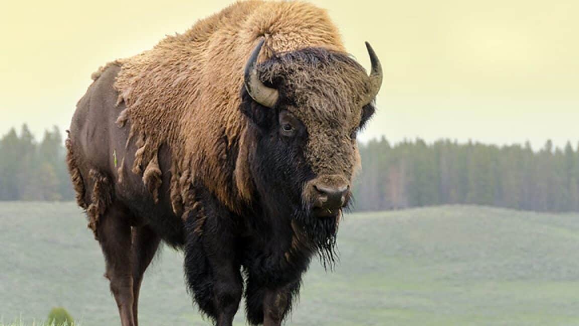diferencias entre bisonte americano y europeo caracteristicas y comparativa