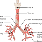 diferencias entre bronquio derecho e izquierdo guia completa