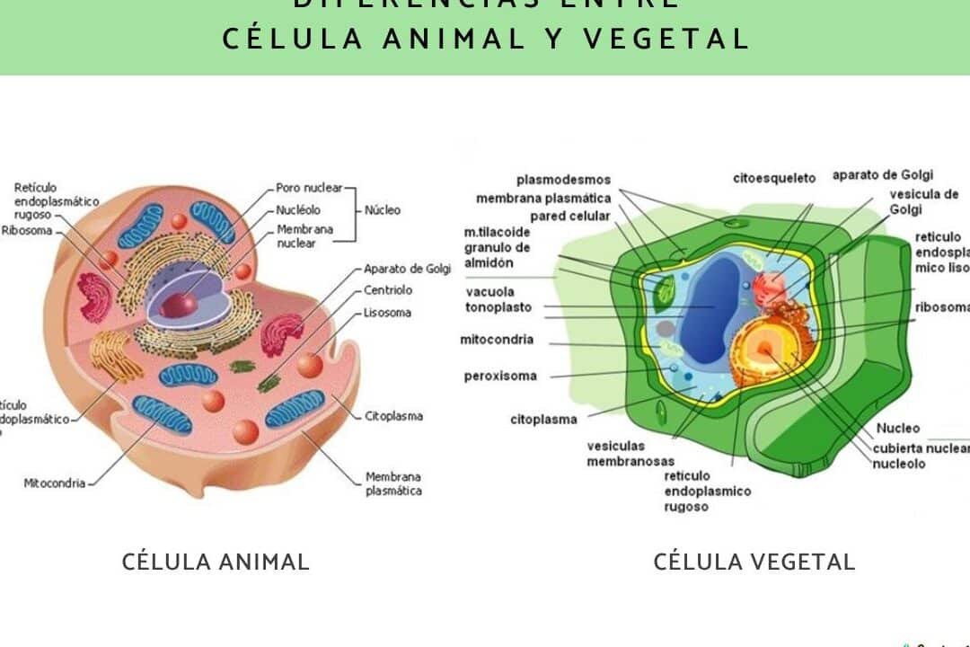 diferencias entre celula animal y vegetal como varia el tamano de las vacuolas