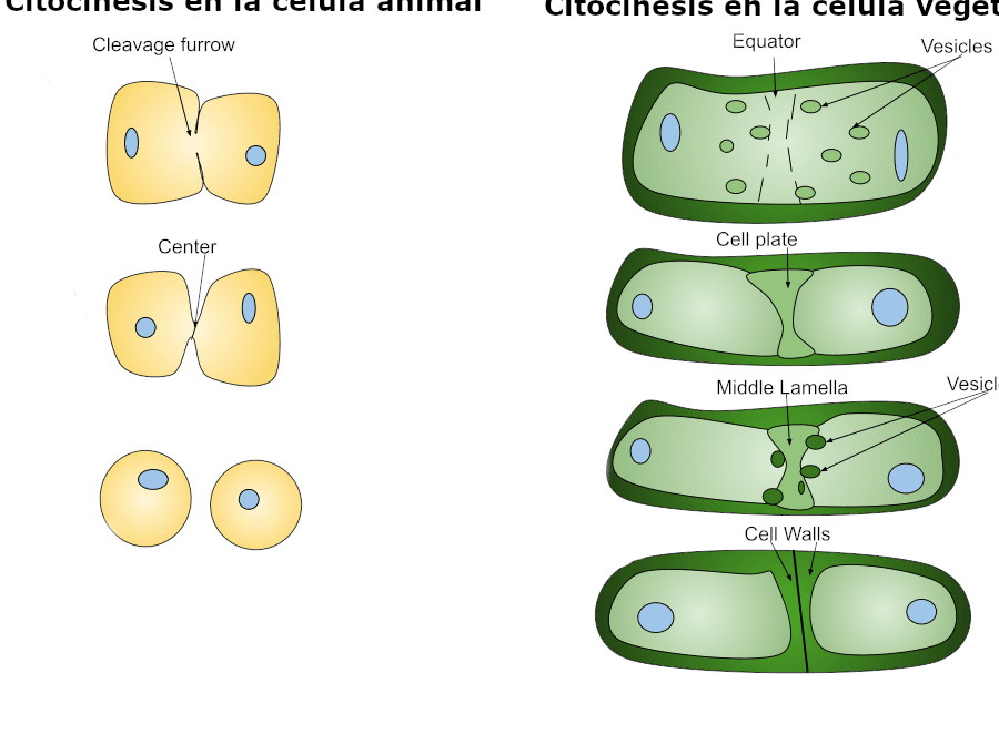 diferencias entre celula animal y vegetal comparativa detallada en tabla