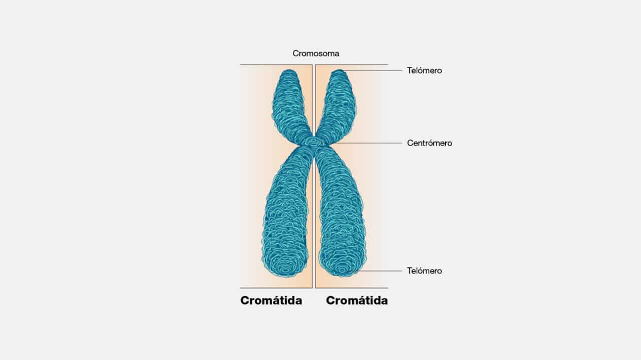 diferencias entre cromosomas homologos y cromatidas hermanas explicacion detallada
