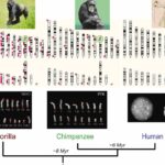 diferencias entre el hombre y el chimpance un analisis detallado