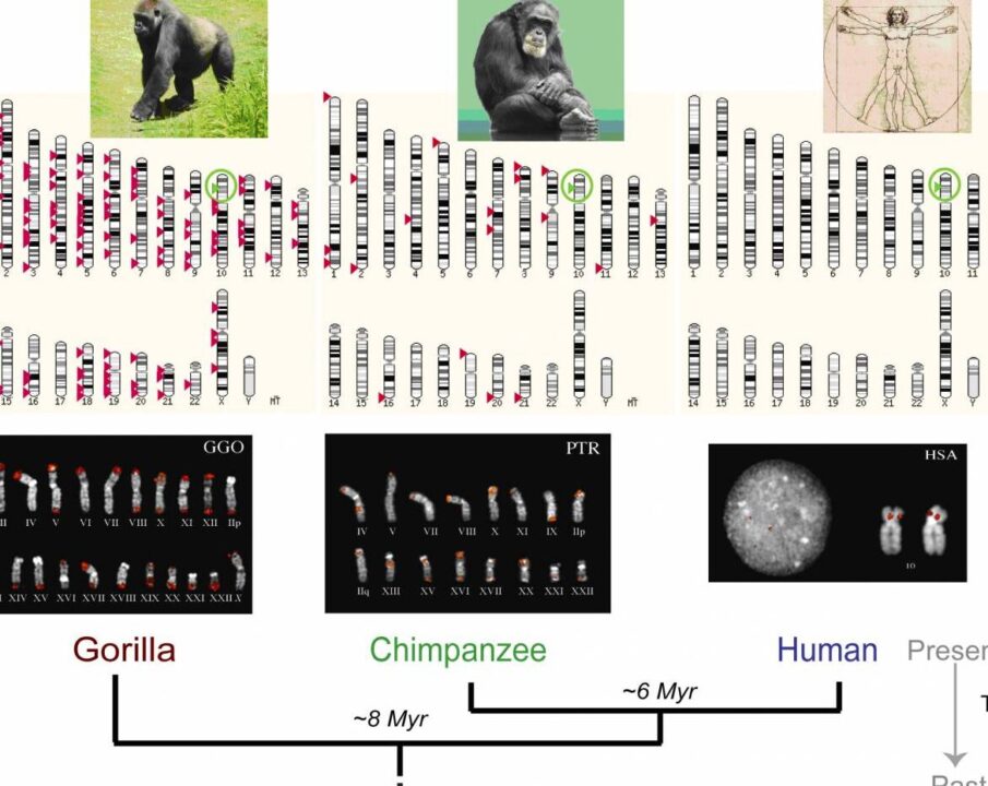 diferencias entre el hombre y el chimpance un analisis detallado