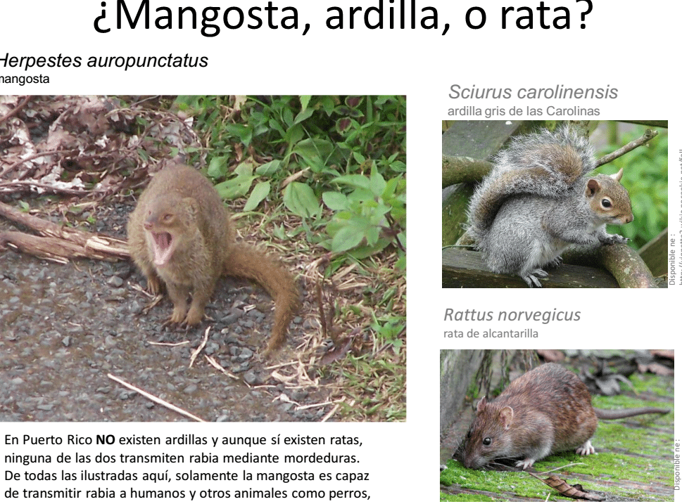 diferencias entre una ardilla y una rata descubre las caracteristicas unicas de cada especie