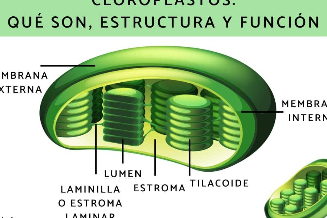 diferencias y funciones de aminoplastos cromoplastos y cloroplastos guia completa