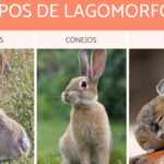 las principales diferencias entre conejos y lagomorfos como distinguirlos