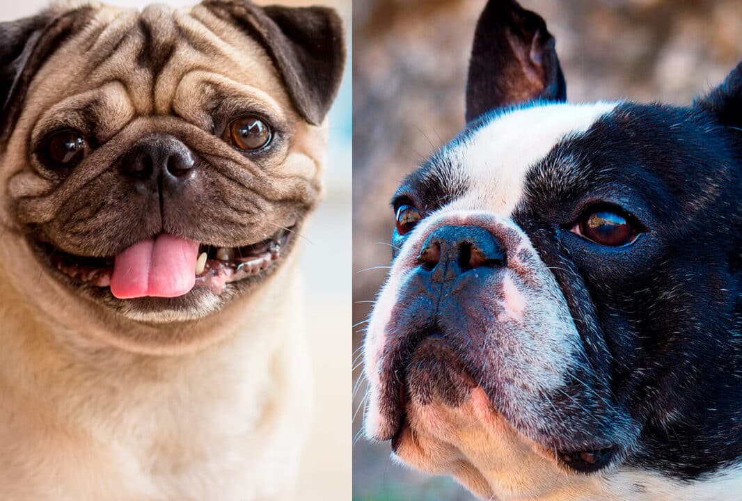 bulldog frances vs pug diferencias clave entre las razas