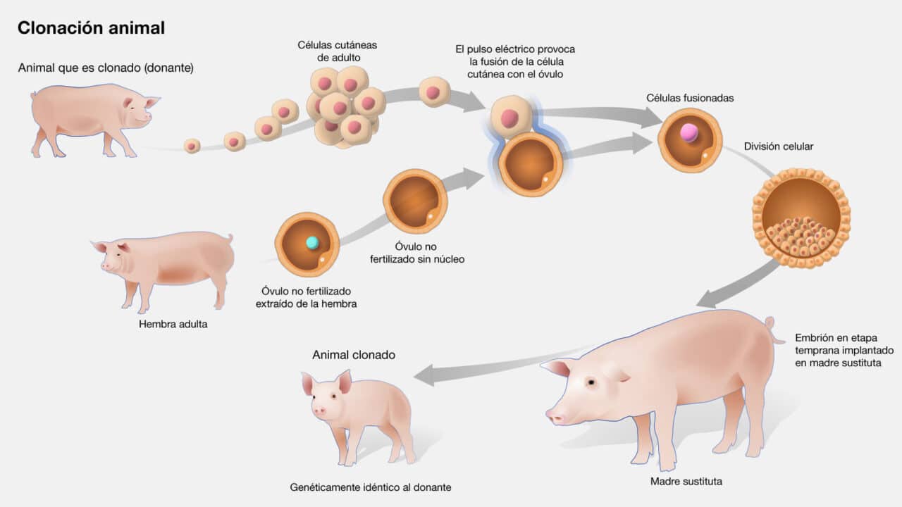 clonacion reproductiva vs clonacion celular diferencias y usos en la ciencia moderna