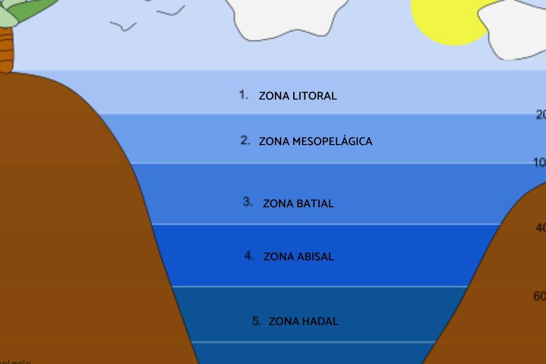 descubre las diferencias entre batial y abisal que los distingue en la profundidad del oceano