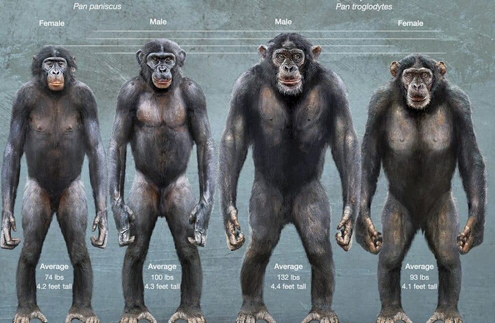 descubre las diferencias entre chimpances y gorilas caracteristicas y comportamiento