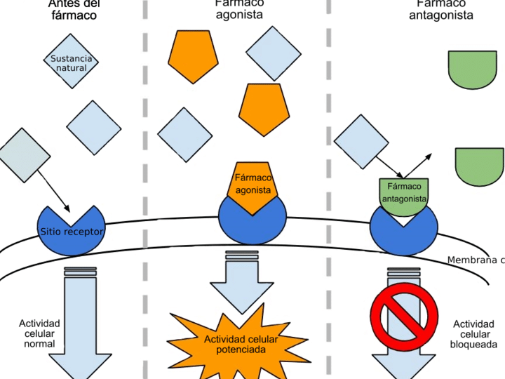 diferencias clave entre agonista alfa 1 y antagonista alfa 1 como afectan tu salud