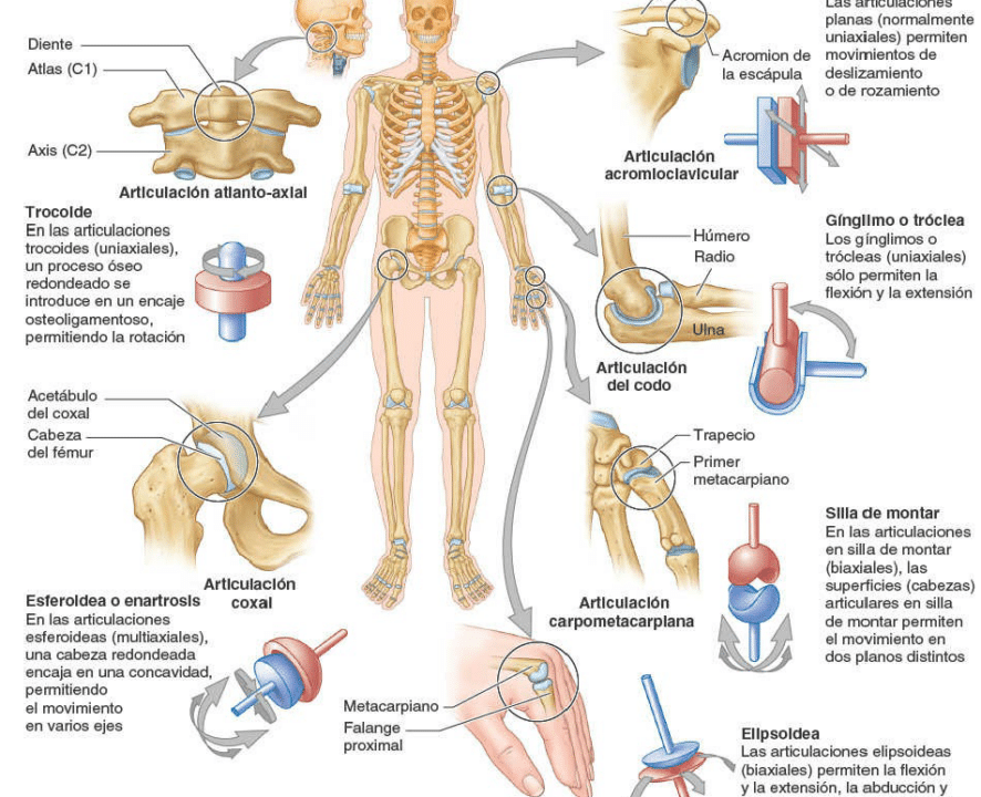 diferencias clave entre anatomia descriptiva y funcional todo lo que necesitas saber