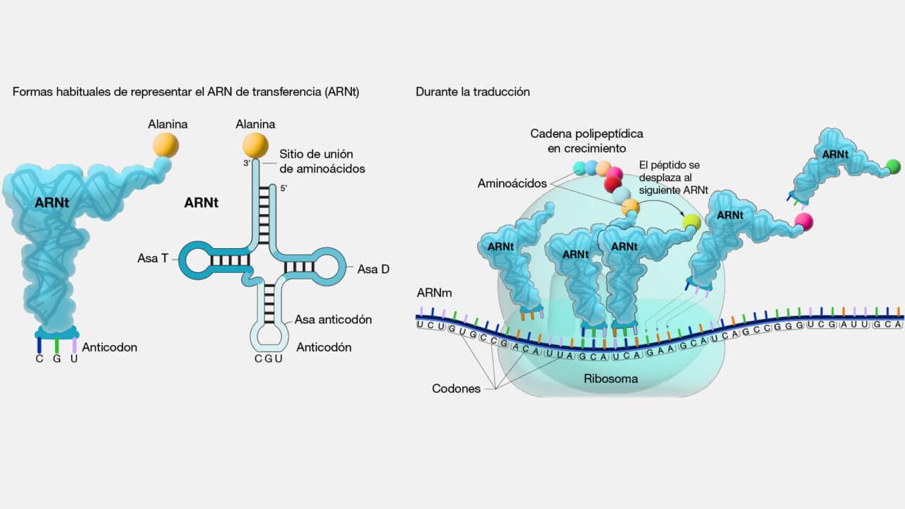 diferencias clave entre arn mensajero arn transferente y arn ribosomico guia completa