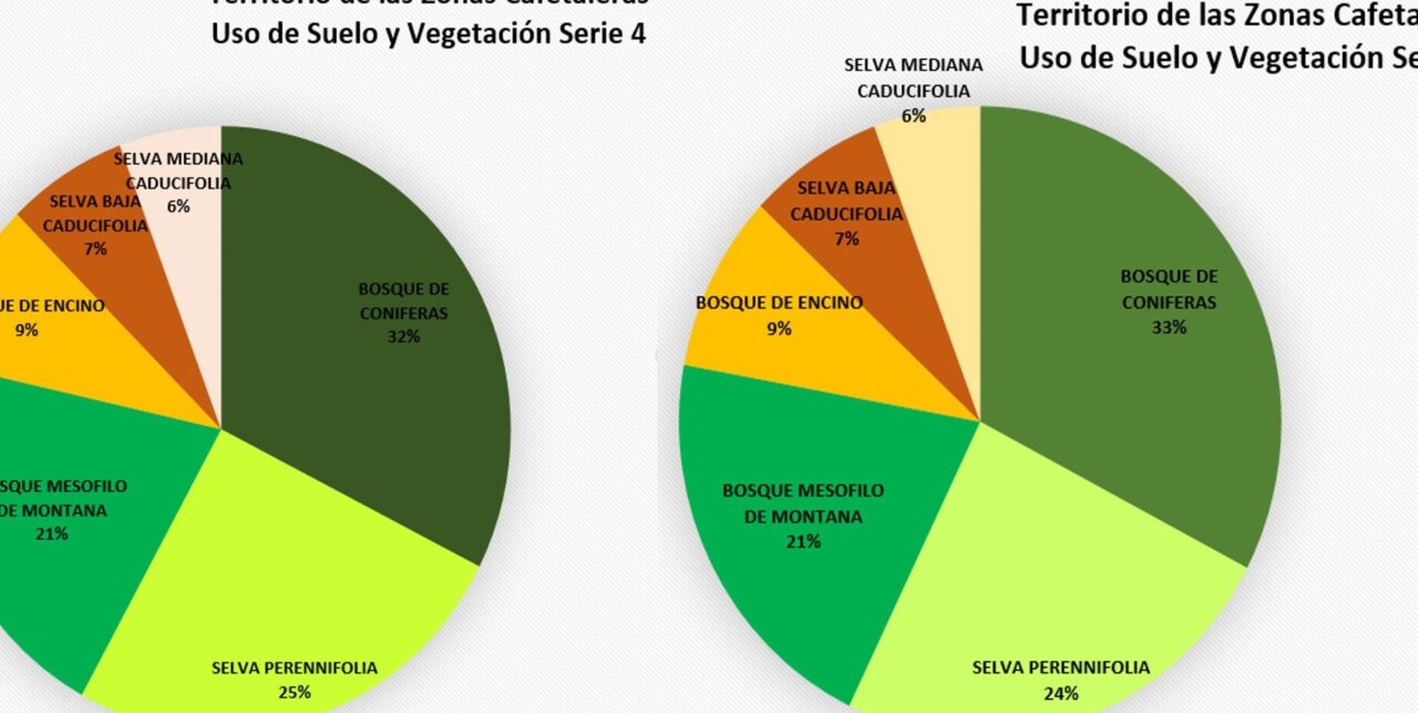 diferencias clave entre bosque de coniferas y bosque mesofilo caracteristicas y ecosistemas comparados