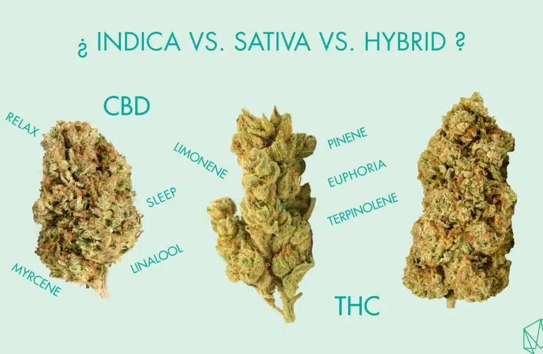 diferencias clave entre canamo y marihuana guia completa en mexico