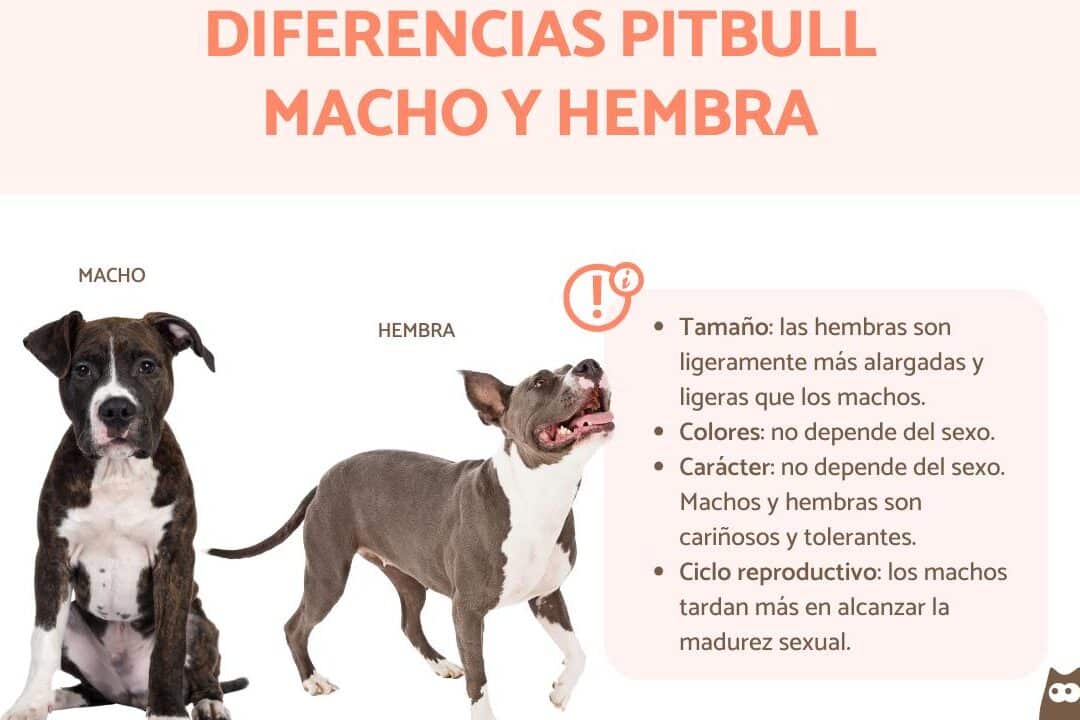 diferencias clave entre distintas lineas de pitbulls guia completa