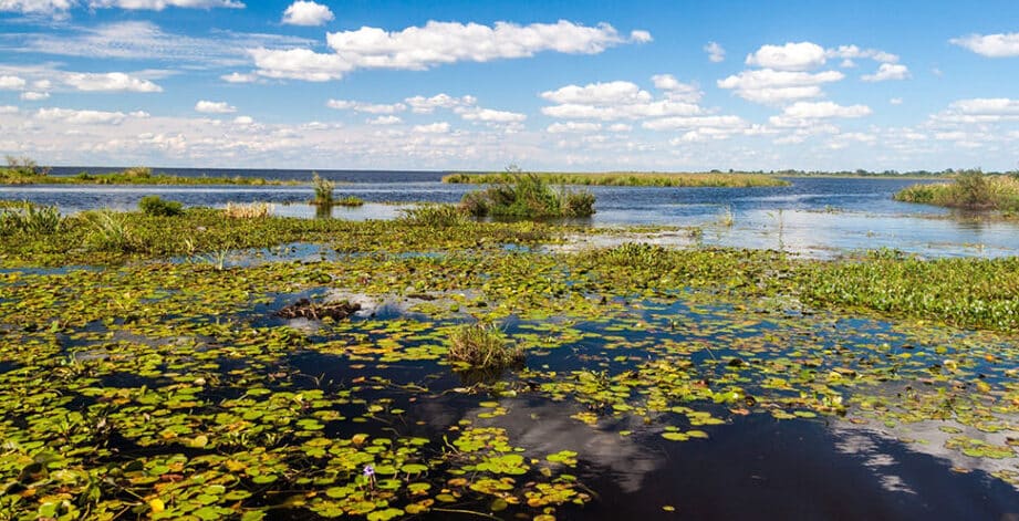 diferencias clave entre ecosistemas costeros y humedales cual es su impacto en el medio ambiente