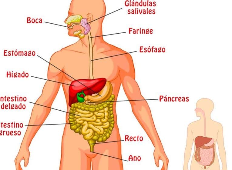 diferencias clave entre el aparato digestivo y el sistema circulatorio descubrelas aqui