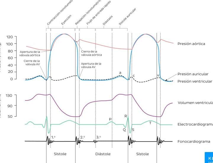 diferencias clave entre el ciclo cardiaco y el ciclo respiratorio que debes saber