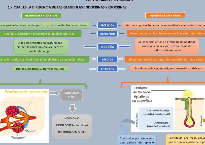 diferencias clave entre glandulas endocrinas y exocrinas cual es su funcion y como se diferencian