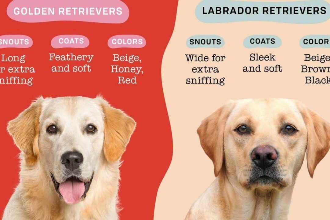 diferencias clave entre golden retriever y labrador retriever cual es la mejor raza para ti