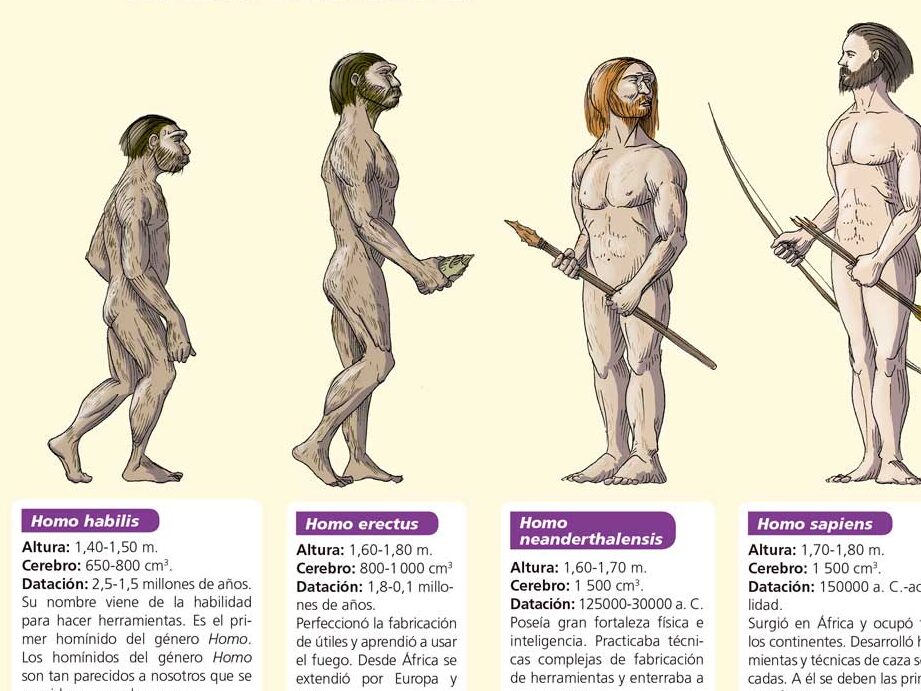 diferencias clave entre homo habilis erectus y sapiens guia completa