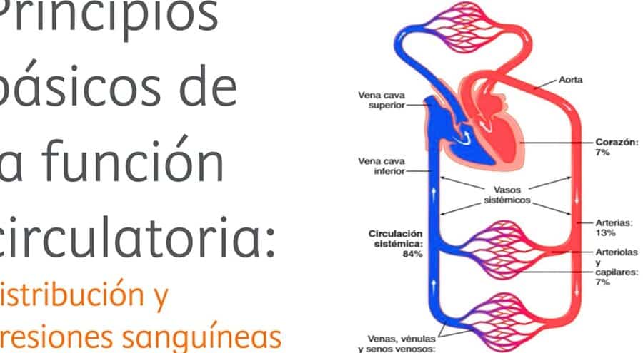 diferencias clave entre la aorta y la arteria pulmonar todo lo que necesitas saber