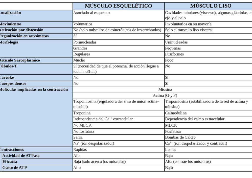 diferencias clave entre la contraccion del musculo liso y esqueletico guia completa