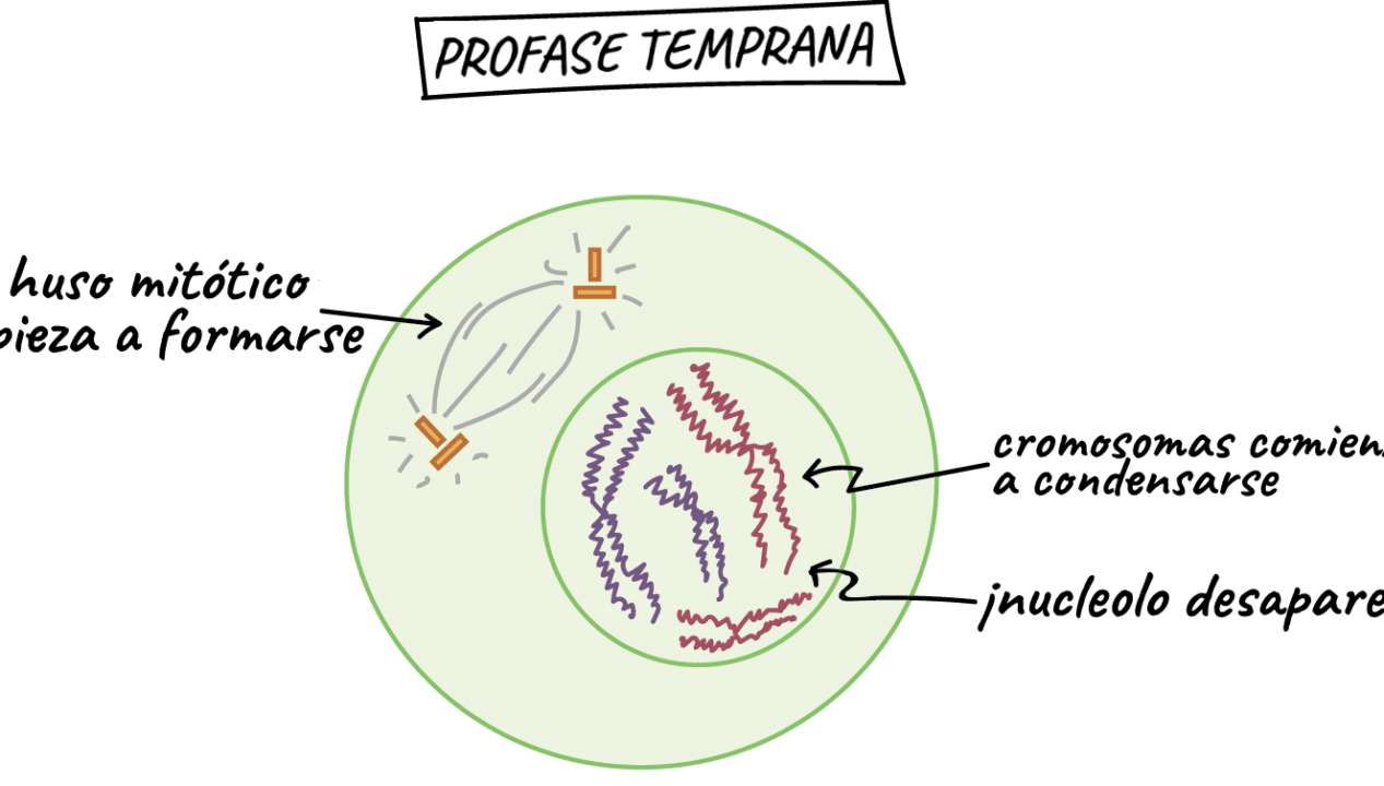 diferencias clave entre la profase 1 y profase 2 que debes saber