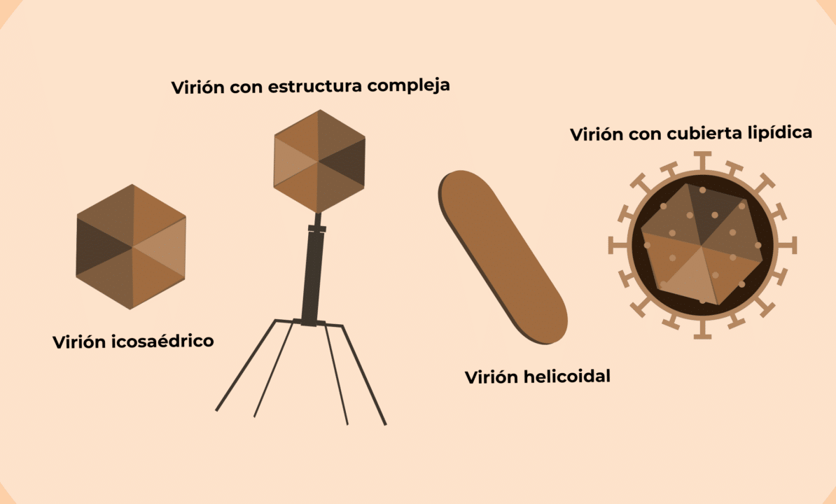 diferencias clave entre virus y virion que los distingue