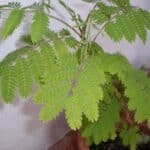 diferencias entre albizia julibrissin caracteristicas y usos en jardineria