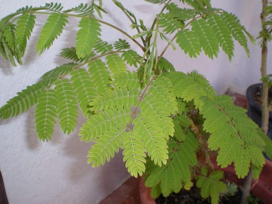 diferencias entre albizia julibrissin caracteristicas y usos en jardineria