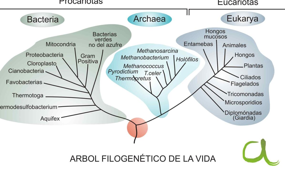 diferencias entre arbol filogenetico y sistema natural de clasificacion guia completa